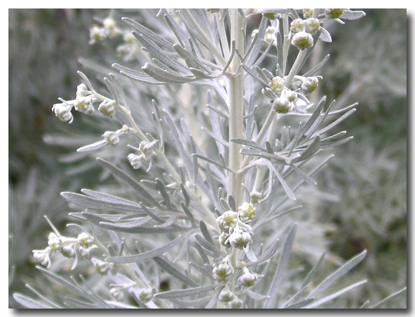 Artemisia arborescens / Assenzio arbustivo